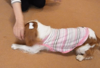 f0214121_084684.gif