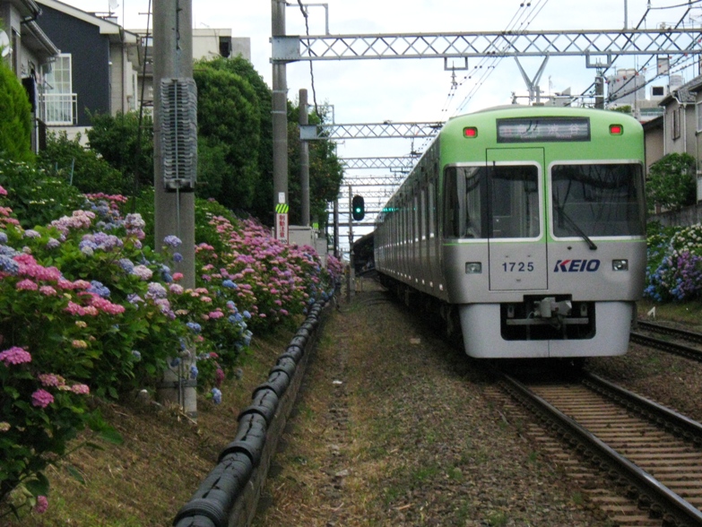 今日の撮って出し！：あじさい鉄・井の頭線２０１２_d0044222_2255740.jpg