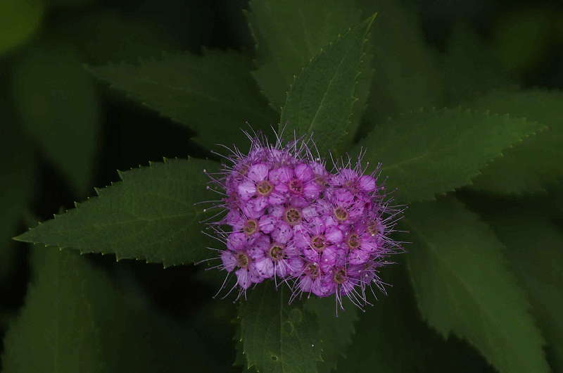 下野（繍線菊）_d0018223_7521341.jpg