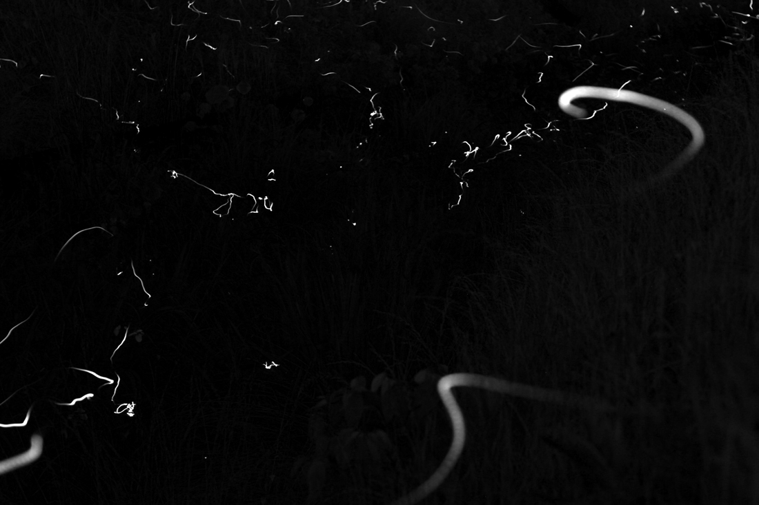 Fireflies _e0190023_2236233.jpg