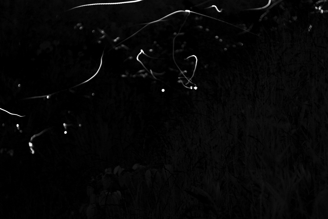 Fireflies _e0190023_22363593.jpg