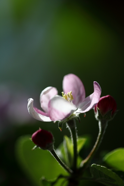 長野市の花　　りんごの花_d0170525_22562925.jpg