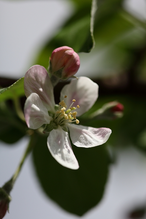 長野市の花　　りんごの花_d0170525_2256781.jpg