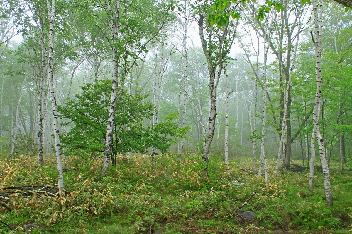 雨の八千穂で出会った植物_c0104227_10391944.jpg