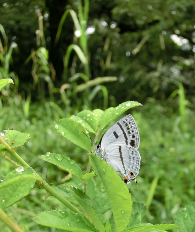 ミズイロオナガとフクロウの棲む森　in2012.06.10①_a0126632_1446324.jpg