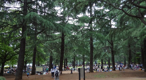 武蔵野公園と野川公園のバーベキュー q スッポンの甲羅干し 矢崎雅俊の 環境工学 武蔵野公園と野川公園のバーベキュー q スッポンの甲羅干し 矢崎雅俊の 環境工学