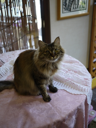 猫のお友だち メイちゃんポポちゃんゴロくん編。_a0143140_2183833.jpg