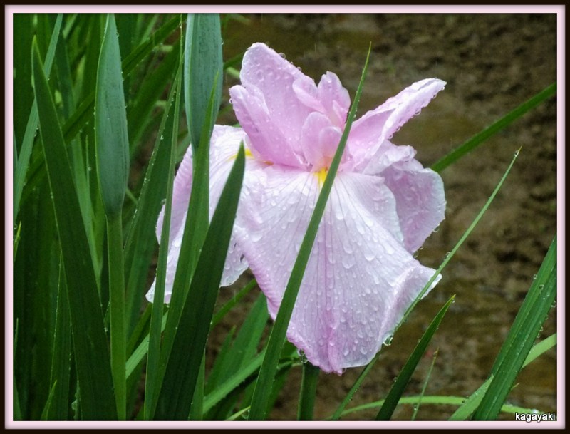 雨の日の吹き上げ菖蒲公園　その２_e0206242_9453858.jpg