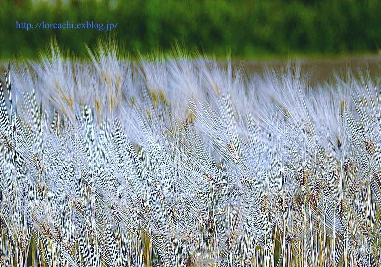 The ear of delicate wheat #2_f0045844_9485543.jpg