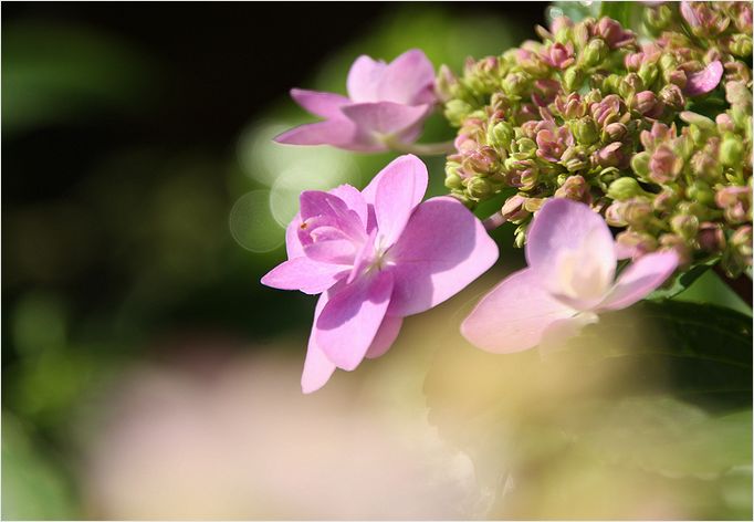 紫陽花　ちびカマキリと遊ぶ_a0256349_20493521.jpg