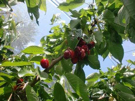f0174549_783681.jpg