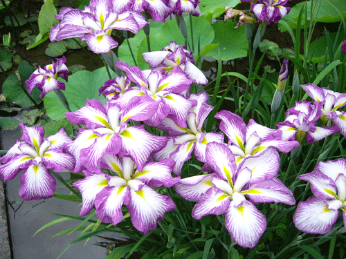 c0225153_23191218.gif