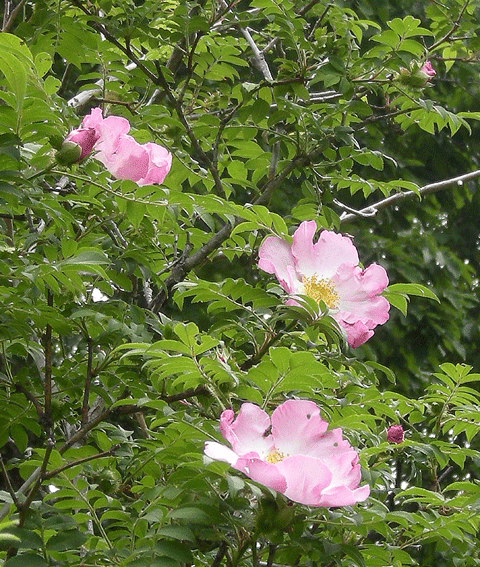 6月10日　赤城自然園 6月の花 その2_a0001354_2364310.gif