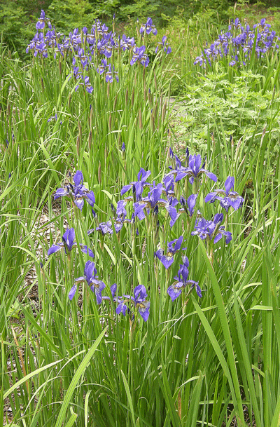 6月10日　赤城自然園 6月の花 その2_a0001354_2371966.gif