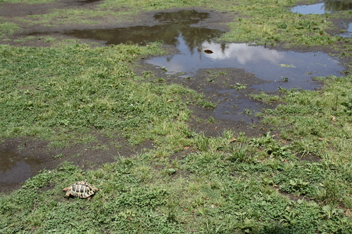 水たまりの散歩_c0067454_2133554.jpg