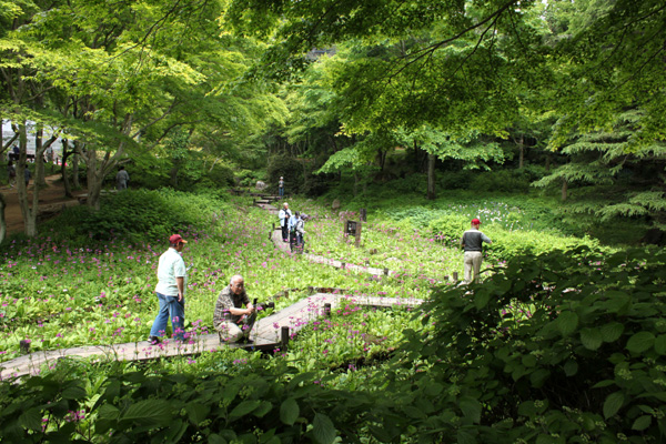 ブルーポピー（六甲山高山植物園）_f0007956_1721574.jpg