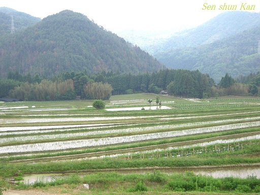 越畑の棚田　2012年6月_a0164068_04493.jpg