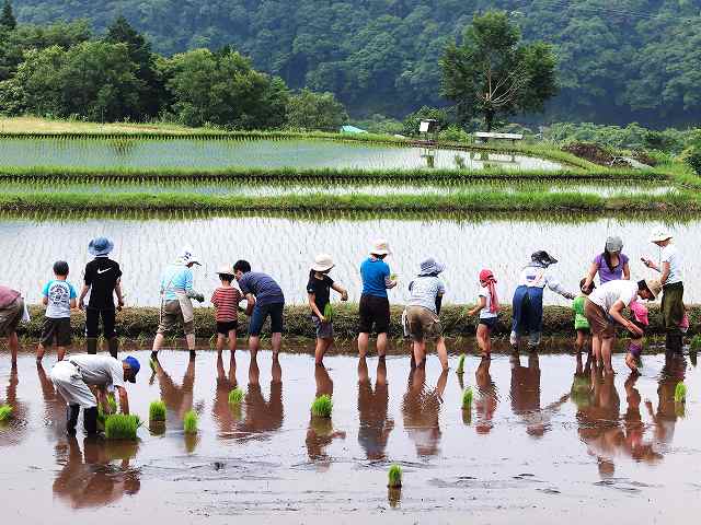 田植え_b0135573_20525630.jpg