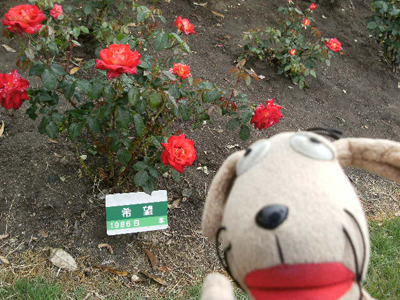 c0158573_1073275.jpg