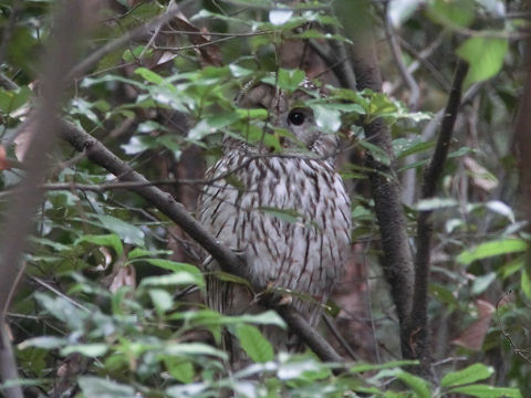 c0002874_7532250.jpg