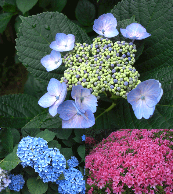 c0095679_9235726.gif