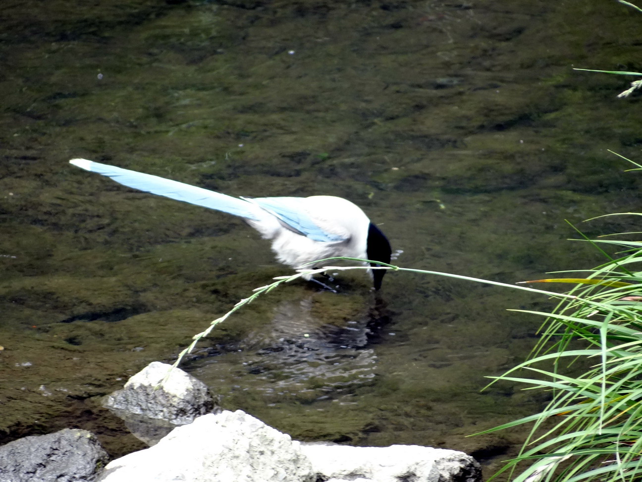 オナガの水浴び_e0086880_15241558.jpg