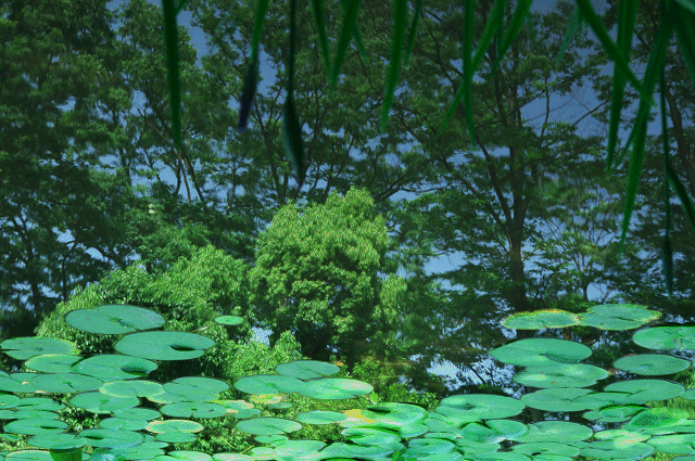 a0275782_19491494.gif