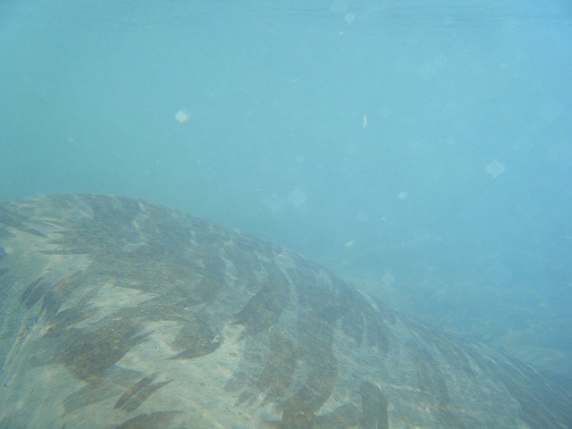 久々の白浜イサキ釣り・・・残念_c0176183_2126309.jpg