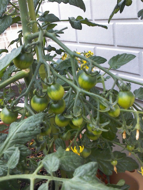 b0184584_1154264.jpg
