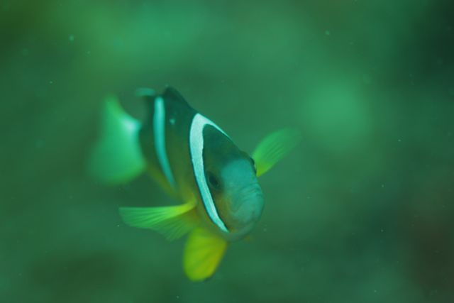 雲見で生き物の顔面に迫る！【2012年6月10日】_f0053895_17583174.jpg