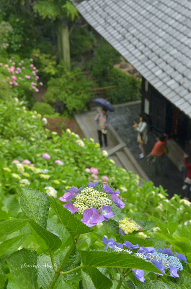 a0161698_22213077.jpg