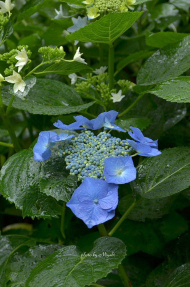 a0161698_22305025.jpg