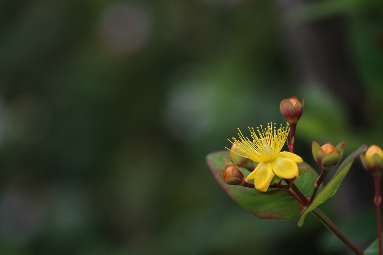 花も実もチャーミング コボウズオトギリ そよ風のつぶやき 花も実もチャーミング コボウズオトギリ そよ風のつぶやき