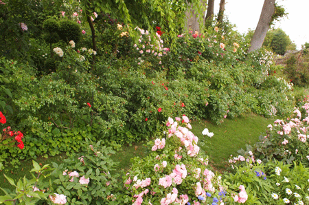 Rose Garden Sakano_c0204801_21544195.gif