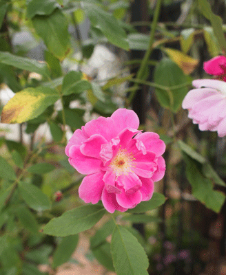 Rose Garden Sakano_c0204801_21572079.gif