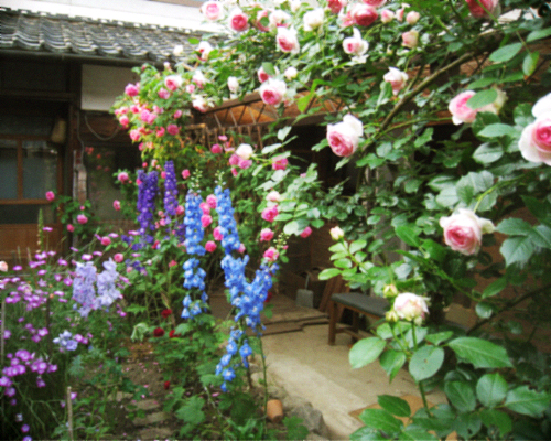 新たなバラの庭作り_d0077603_16123315.jpg
