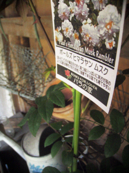 d0077603_16134349.jpg