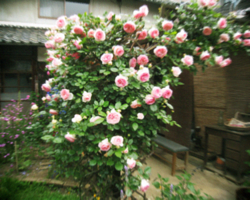 d0077603_1614221.jpg