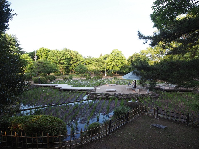 鶴舞公園と庄内緑地のハナショウブ_e0075403_1839121.jpg