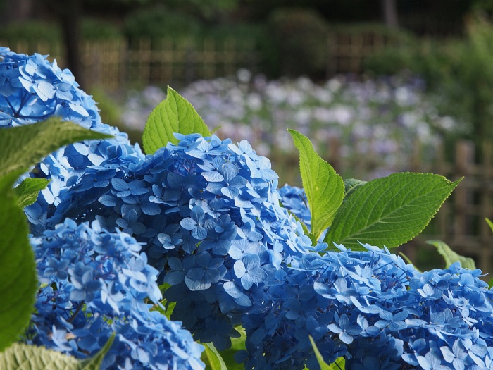 鶴舞公園と庄内緑地のハナショウブ_e0075403_18393380.jpg