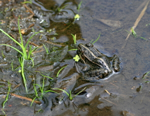 クマ騒ぎのあと　　2012・6・11（月）_f0041606_20405739.jpg