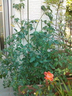 d0150608_1858841.jpg