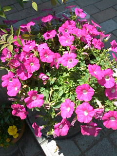 d0150608_1905166.jpg