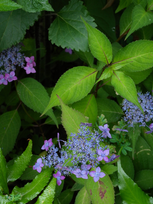 紫陽花_e0276411_11361467.jpg