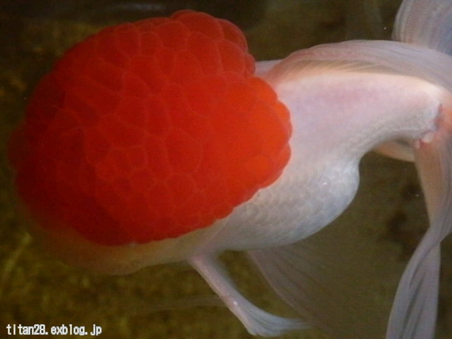 Carassius auratus auratus_b0099813_038634.jpg