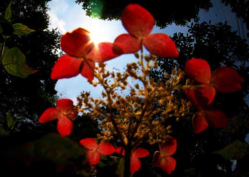 紫陽花　（６月８日　としまえん・あじさい祭りにて）_a0023315_1611764.jpg