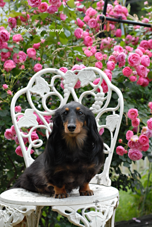 薔薇の咲く麻呂犬ガーデンの可愛いお客さま♪♪_e0160417_12325820.jpg