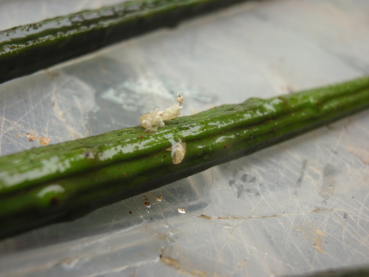 ヒルギ各種 バリ島産 コケシノブログ