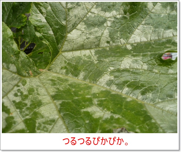 うどんこ病に甘酢 が効きました 福福菜園