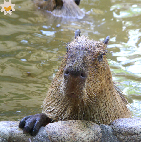 ハクの楽しみ（2012年6月10日の神戸カピバラ）_f0138828_20375760.jpg